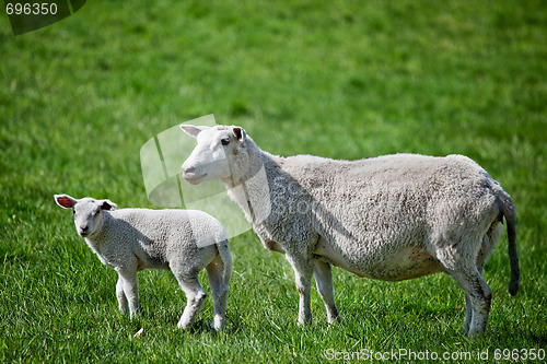 Image of Mother Sheep