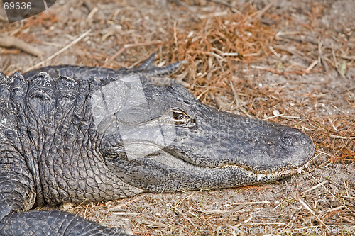 Image of Alligator