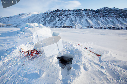 Image of Seal Remains