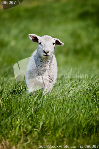 Image of Running Sheep