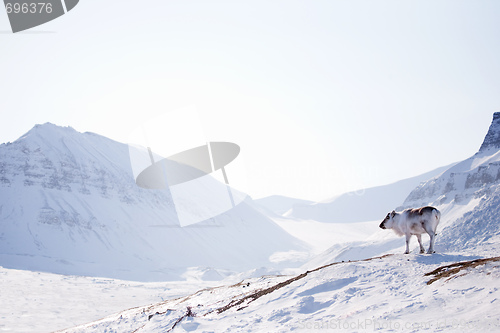 Image of Reindeer on Winter Landscape