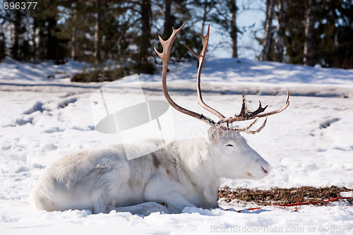 Image of Reindeer