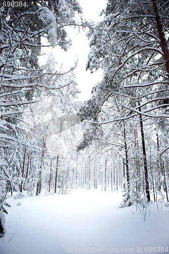 Image of Winter Forest