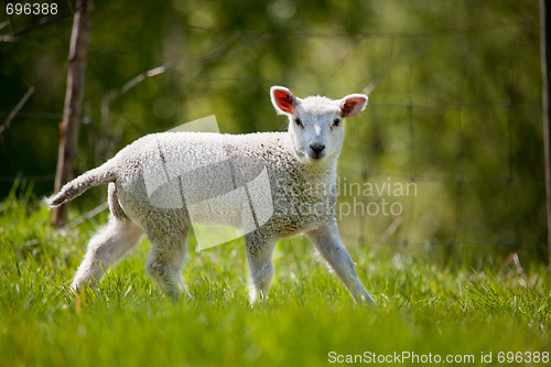 Image of Spring Lamb