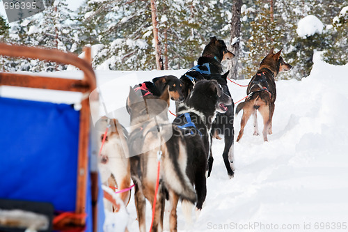 Image of Dog Sled Team