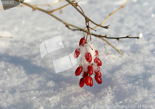 Image of Barberry under the  Snow