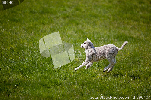 Image of Lamb Jump