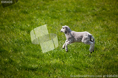 Image of Jumping Lamb