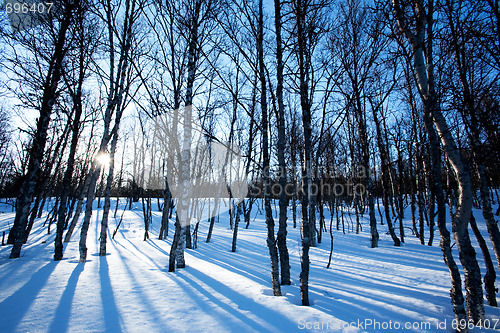 Image of Winter Forest