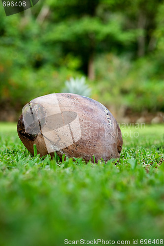 Image of Coconut