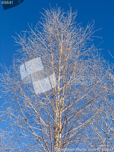 Image of Birch  under the hoar-frost