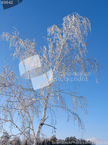 Image of Birch under the hoar-frost