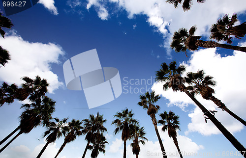 Image of Palm Tree Background