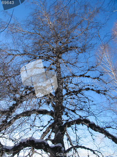 Image of Birch under the hoar-frost