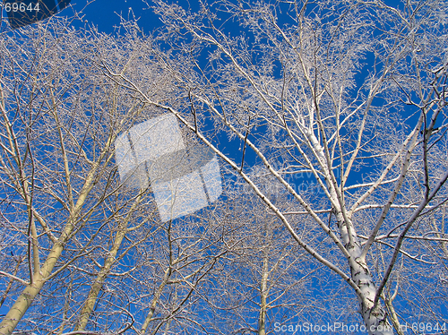 Image of Trees under the hoar-frost