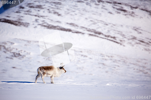 Image of Reindeer