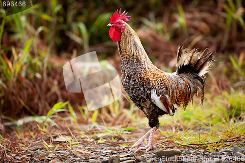 Image of Proud chicken