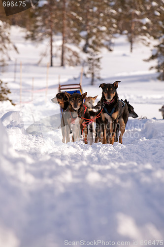 Image of Dog Sled