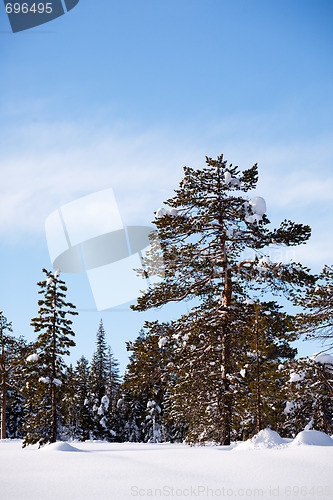 Image of Winter Landscape