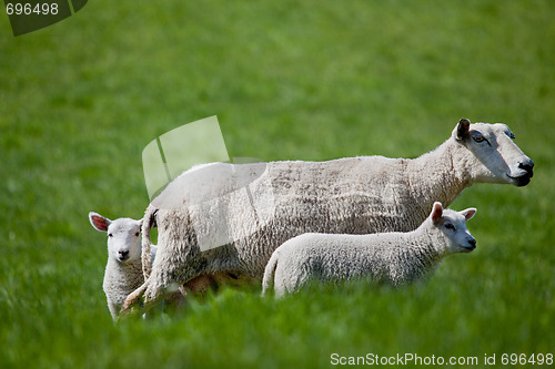 Image of Ewe with two Lambs