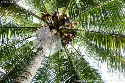 Image of Palm Tree Background