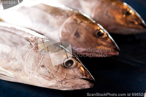 Image of Fresh Fish