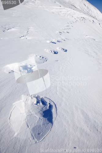 Image of Polar Bear Trail