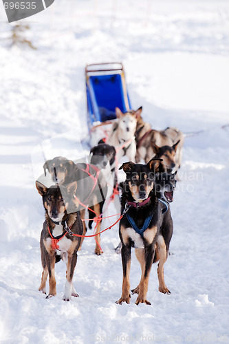 Image of Dog Sled