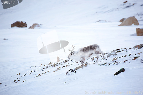 Image of Reindeer