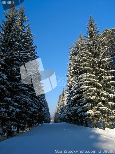 Image of Winter Fir trees