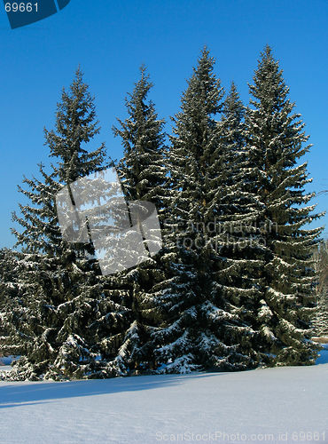 Image of Winter Fir trees