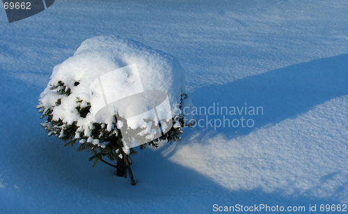 Image of Ornamental Fir tree under the snow