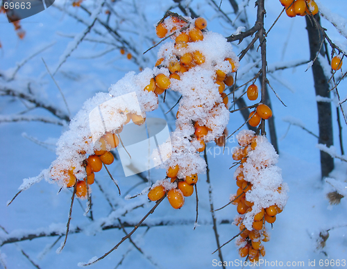 Image of Winter Barberry