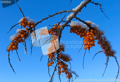 Image of Winter Barberry