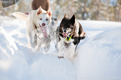 Image of Sled Dog