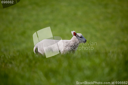 Image of Running Lamb