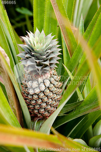 Image of Growing Pineapple