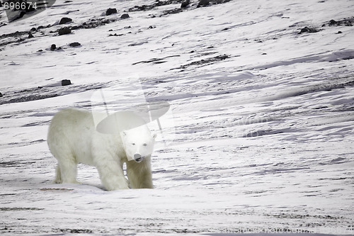 Image of Polar Bear