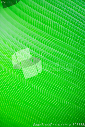 Image of Large Leaf Background