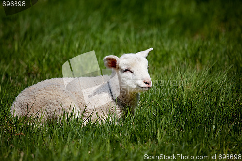 Image of Happy Lamb