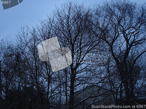 Image of Bare Trees In Winter