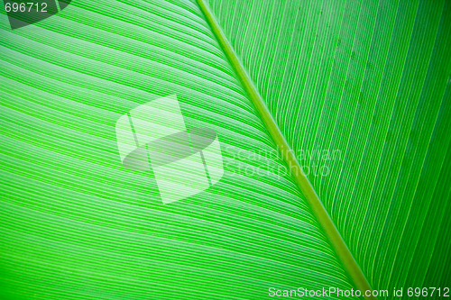 Image of Large Leaf Background