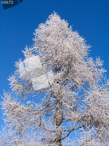 Image of Larch under hoar-frost