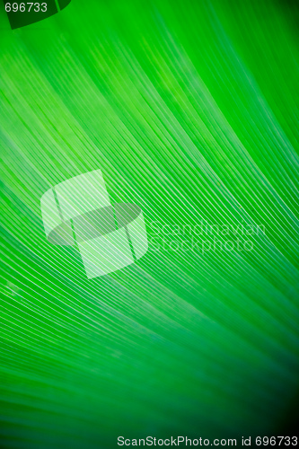 Image of Leaf Texture