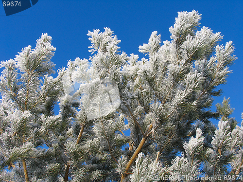 Image of Pinus silvestris covered with hoar-frost