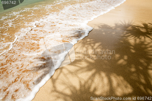 Image of Palm Tree Shadow in Tropics