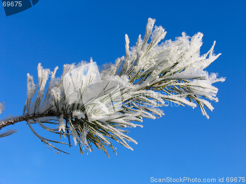 Image of Branch of Pinus silvestris under hoar-frost