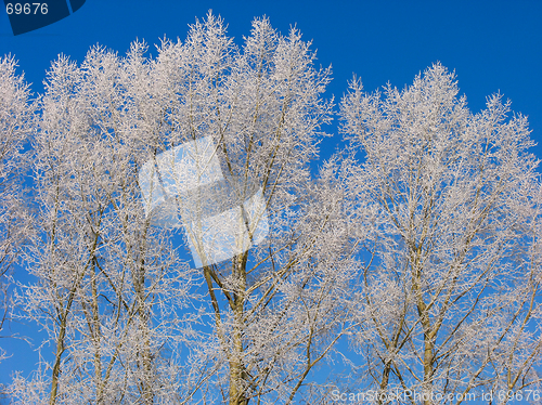 Image of Poplar under the hoar-frost