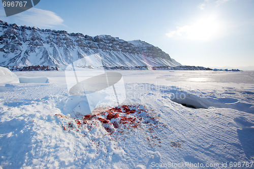 Image of Seal Hunt