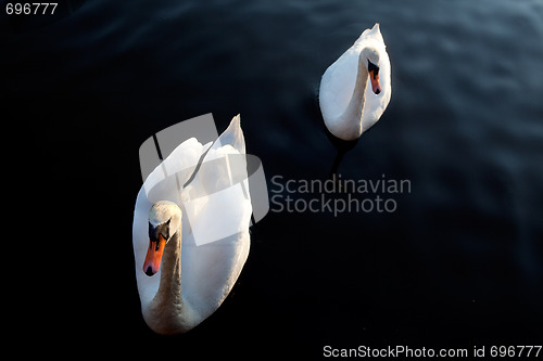 Image of Swan